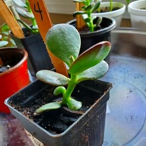 #4 JADE LIVE HOUSE PLANT